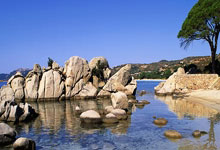 巴西老帅被解雇:本就是赶鸭子上架的他,下课也不能解决关键问题.